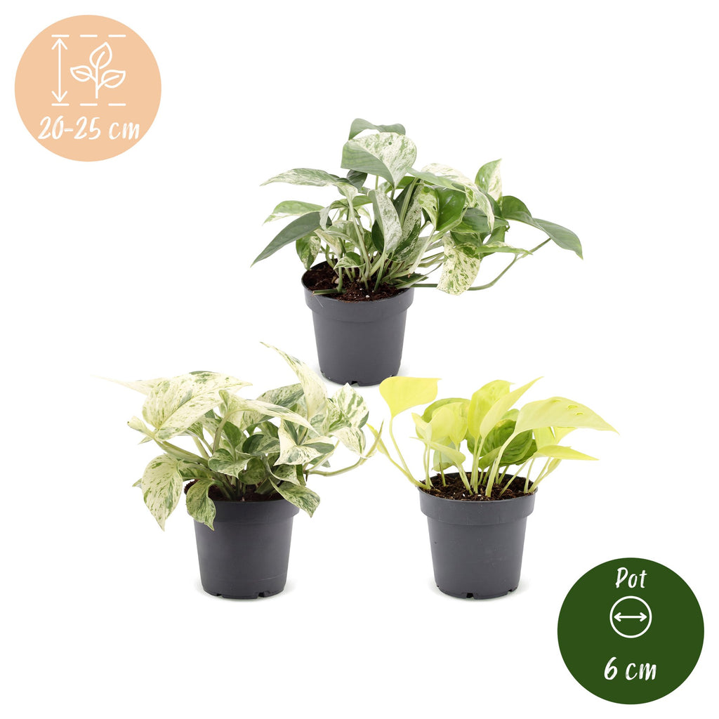 3x Epipremnum Tricolour - Yellow - Green - Cream - Tropical - Ø6cm - ↕20-25cm