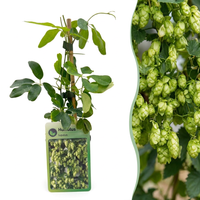 2x Humulus lup. Nordbrau - Nordbrau hop - Green - Climber - Ø9cm - ↕35cm