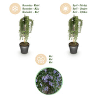 Green boutiQ - Plant op Stam - Rosmarinus officinalis Prostratus - Terras Plant - Bladhoudend - Winterhard -Paarse Bloem - Pot 19cm Hoogte 90cm