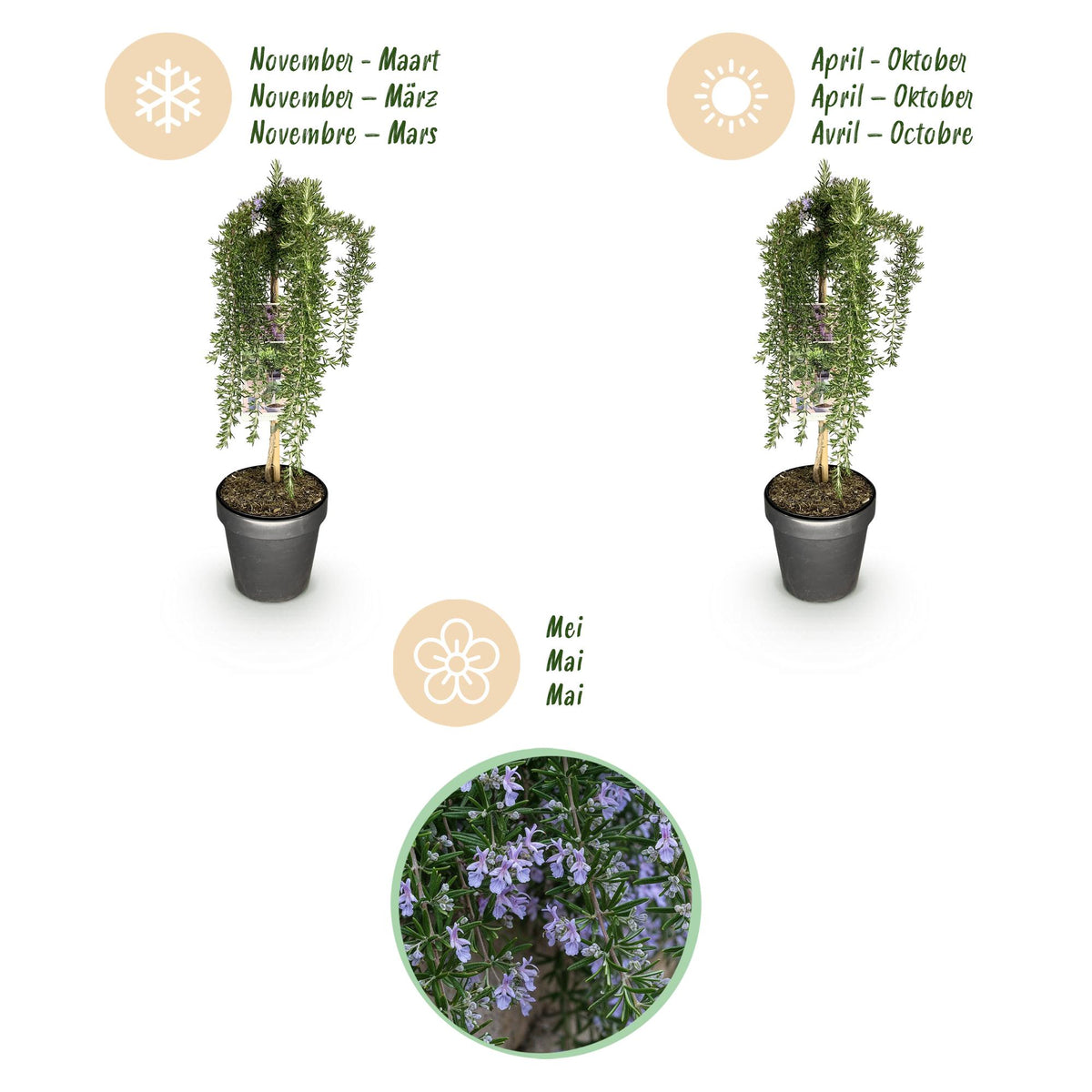Green boutiQ - Hochstamm-Pflanze - Rosmarinus officinalis Prostratus - Terrassenpflanze - Immergrün - Winterhart - Violette Blüte - Topf 19 cm Höhe 90 cm