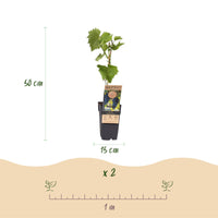 Green boutiQ - Fruitplant - Vitis vinifera Boskoop Glory - Druivenplant - Winterhard - Blauwe Druif - 2 Planten - Pot 15cm - Hoogte 50cm