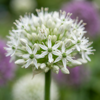 6x Allium Mount Everest - Sierui - Wit - Zomerbloeier - Bolmaat 16/18