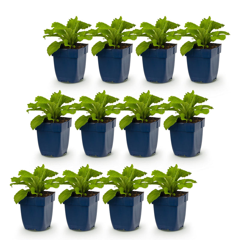 Green boutiQ - Vasteplant - Digitalis purp. Dalmatian Purple - Vingerhoedskruid - Schaduw - Paars - 12 Planten - Pot 11cm - Hoogte 15-25cm