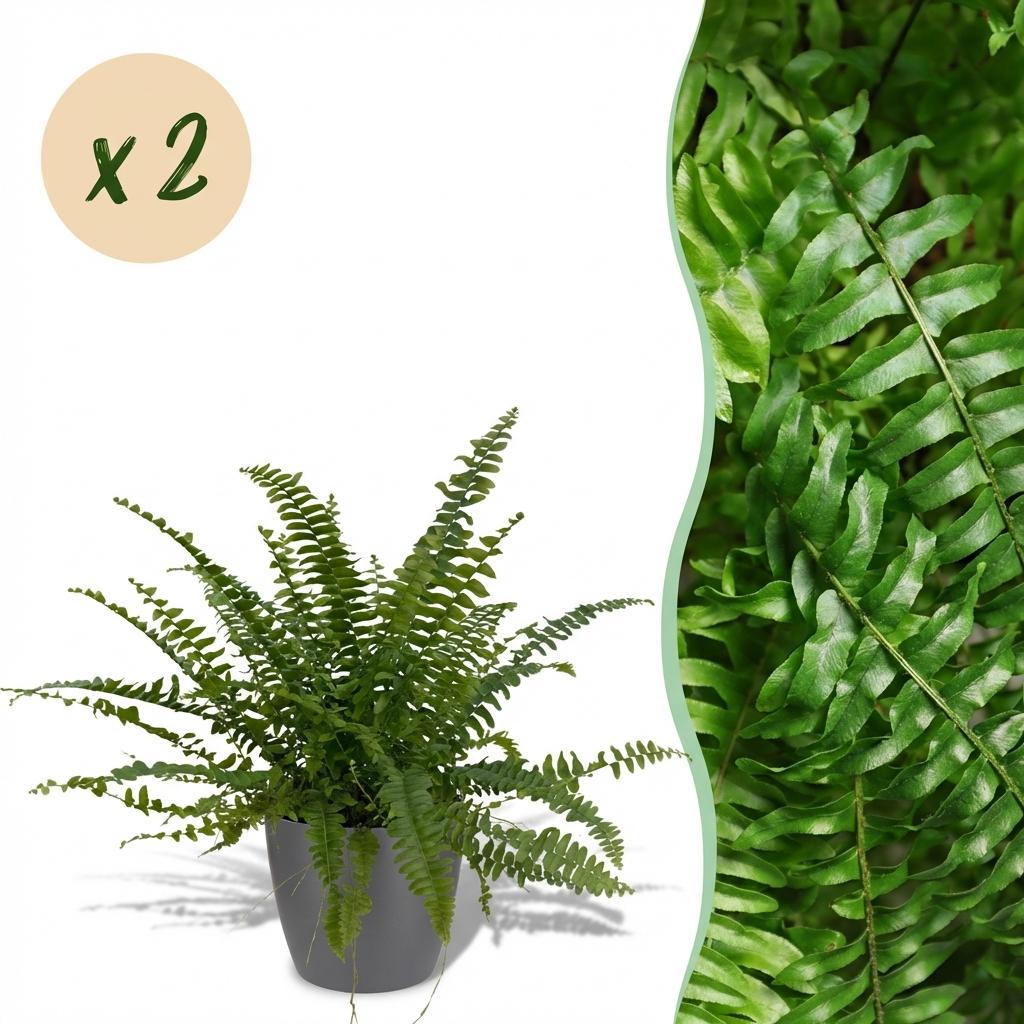 Green boutiQ - Kamerplant - Nephrolepsis exaltata Green Lady - Varen - Huisdiervriendelijke Plant - Groen - 2 Planten - met Potter Grijs - Pot 12cm - Hoogte 25cm