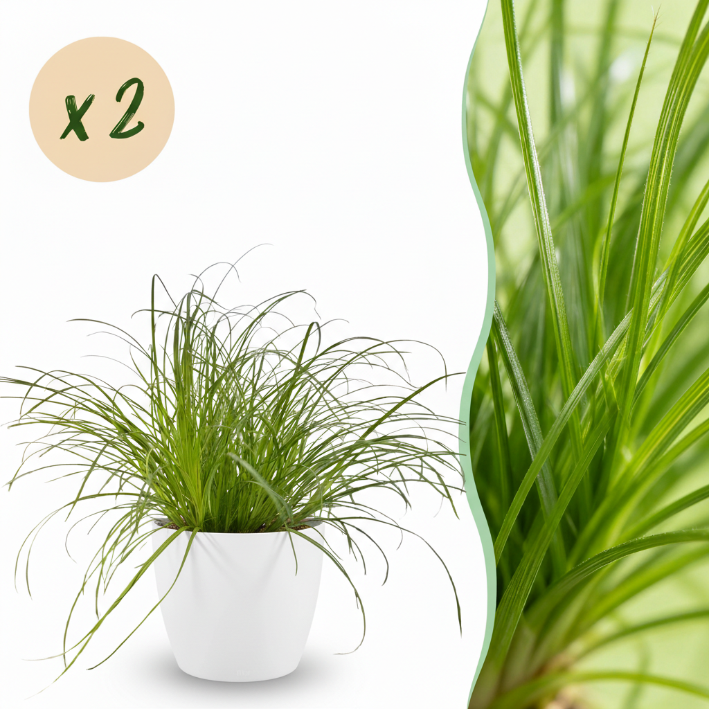 Green boutiQ - Plante d'intérieur - Cyperus alternifolius Zumula - Herbe à chat - Plante adaptée aux animaux de compagnie - Vert - 2 Plantes - avec Cache-pot Blanc - Pot 12cm - Hauteur 20cm