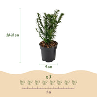 Green boutiQ - 24x Taxus baccata - Venijnboom - Haagplanten - Groenblijvend - Groen - Pot 9cm - Hoogte 20-30cm