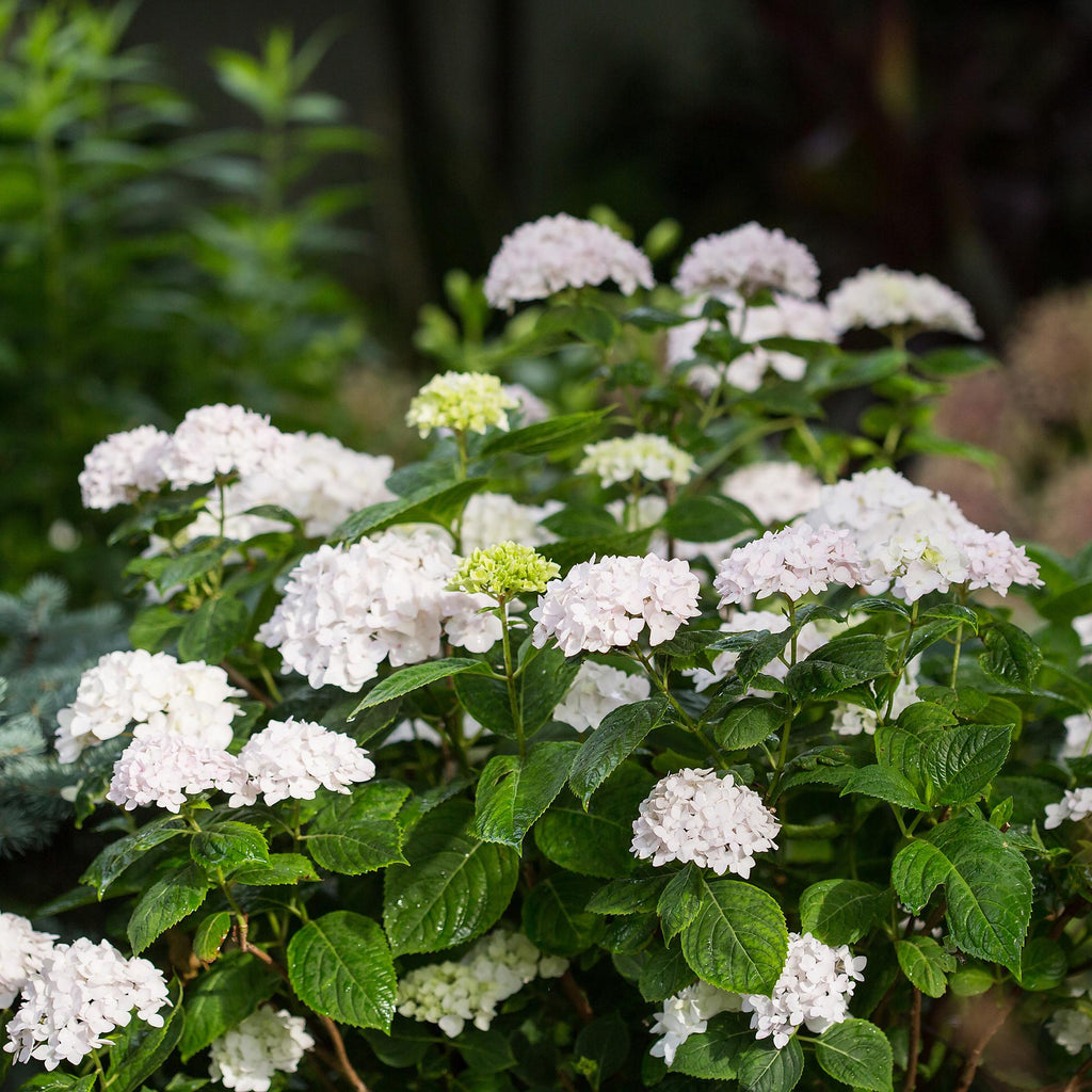 Green boutiQ - Plante de jardin - Hydrangea Endless Summer The Bride - Hortensia - Rustique - Blanc - 1 plante - Pot 14 cm - Hauteur 20-25 cm