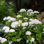 Green boutiQ - Plante de jardin - Hydrangea Endless Summer The Bride - Hortensia - Rustique - Blanc - 1 plante - Pot 14 cm - Hauteur 20-25 cm