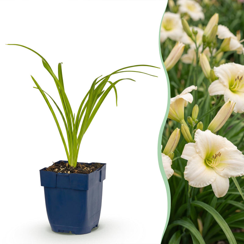 Green boutiQ - Vasteplant - Hemerocallis Arctic Snow - Daglelie - Bijen en Vlinderlokkers - Creme - 24 Planten - Pot 11cm - Hoogte 15-25cm