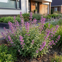 Green boutiQ - Perennial - Nepeta rac. Grog - Catnip - Bee and butterfly attractors - Blue - 6 Plants - Pot 11cm - Height 15-25cm