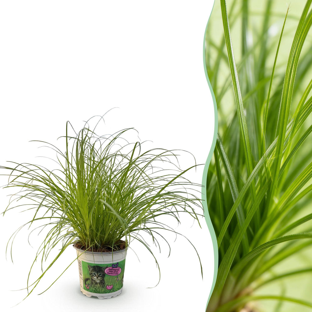 Green boutiQ - Zimmerpflanze - Cyperus alternifolius Zumula - Katzengras - Haustierfreundliche Pflanze - Grün - 1 Pflanze - Topf 12cm - Höhe 20cm