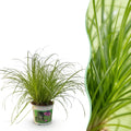 Green boutiQ - Zimmerpflanze - Cyperus alternifolius Zumula - Katzengras - Haustierfreundliche Pflanze - Grün - 1 Pflanze - Topf 12cm - Höhe 20cm