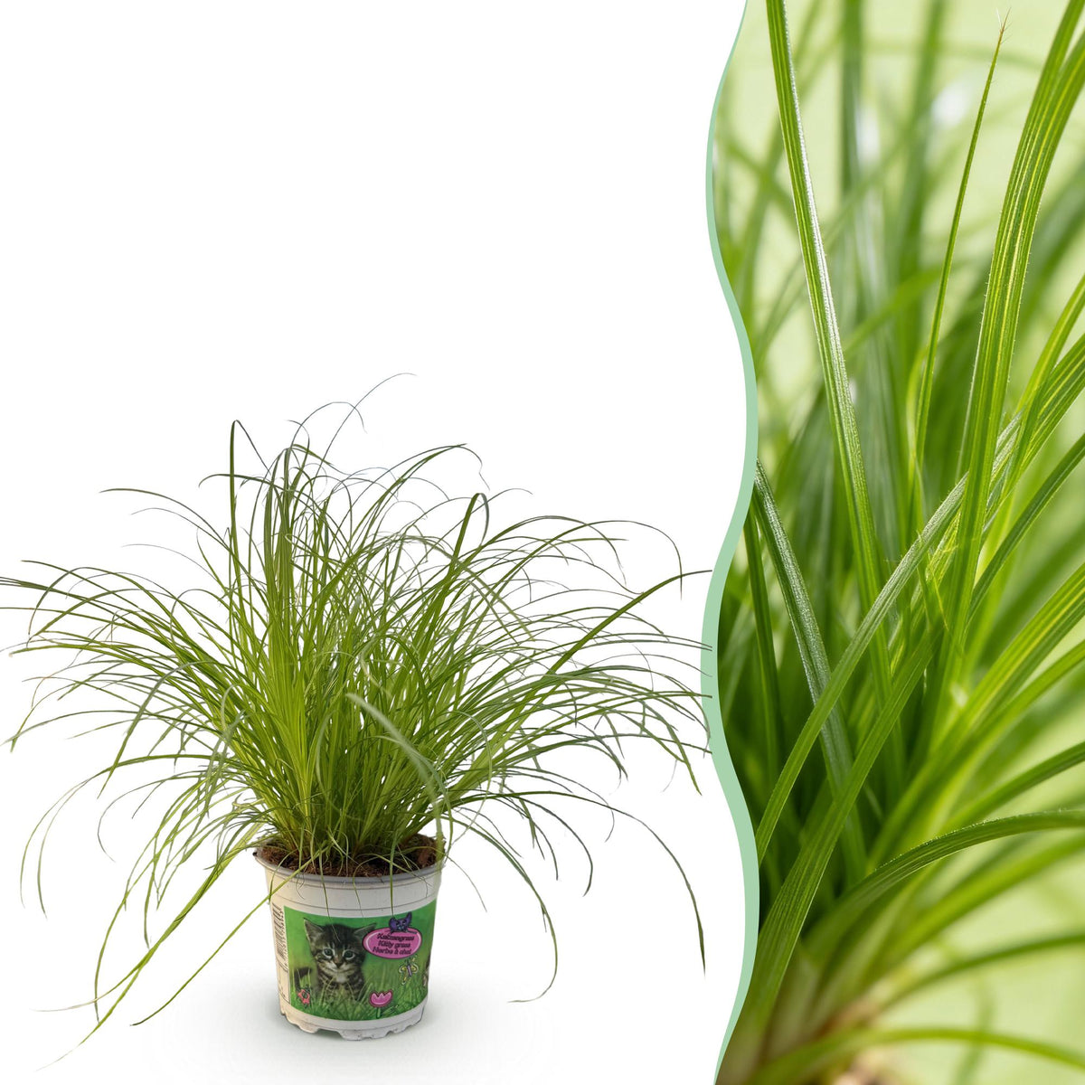 Green boutiQ - Zimmerpflanze - Cyperus alternifolius Zumula - Katzengras - Haustierfreundliche Pflanze - Grün - 1 Pflanze - Topf 12cm - Höhe 20cm