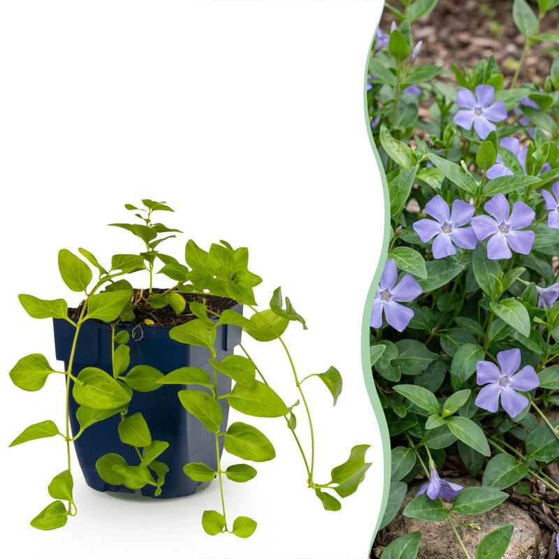 Vasteplant - Vinca major - Maagdenpalm - Bodembedekkend - Blauw - 24 Planten - Pot 11cm - Hoogte 15-25cm