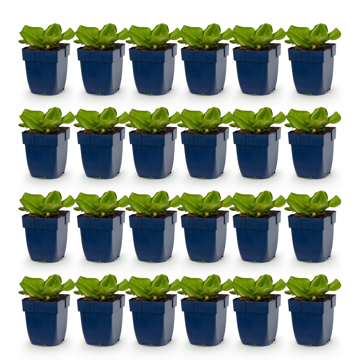 Green boutiQ - Vasteplant - Bergenia cordifolia - Schoenlappersplant - Schaduw - Roze - 24 Planten - Pot 11cm - Hoogte 15-25cm