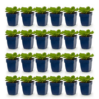 Green boutiQ - Vasteplant - Bergenia cordifolia - Schoenlappersplant - Schaduw - Roze - 24 Planten - Pot 11cm - Hoogte 15-25cm