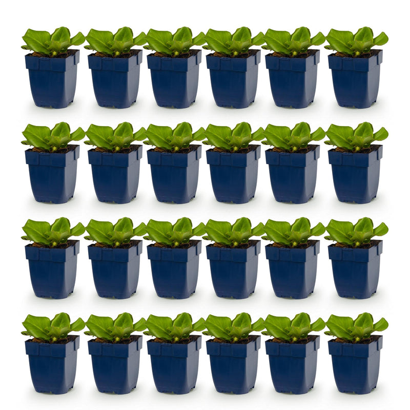 Green boutiQ - Vasteplant - Bergenia cordifolia - Schoenlappersplant - Schaduw - Roze - 24 Planten - Pot 11cm - Hoogte 15-25cm