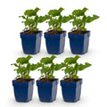 Green boutiQ - Stauden - Persicaria ampl. Alba - Knöterich - Schatten - Weiß - 6 Pflanzen - Topf 11cm - Höhe 15-25cm