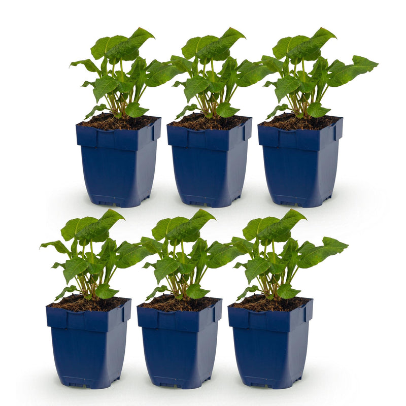 Green boutiQ - Vasteplant - Persicaria ampl. Alba - Duizendknoop - Schaduw - Wit - 6 Planten - Pot 11cm - Hoogte 15-25cm