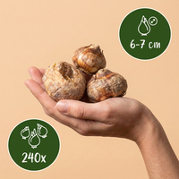240x Fritillaria Meleagris Mix - Kievitsbloem mix - Paars en Wit - Verwilderingsbol - Bolmaat 6/7