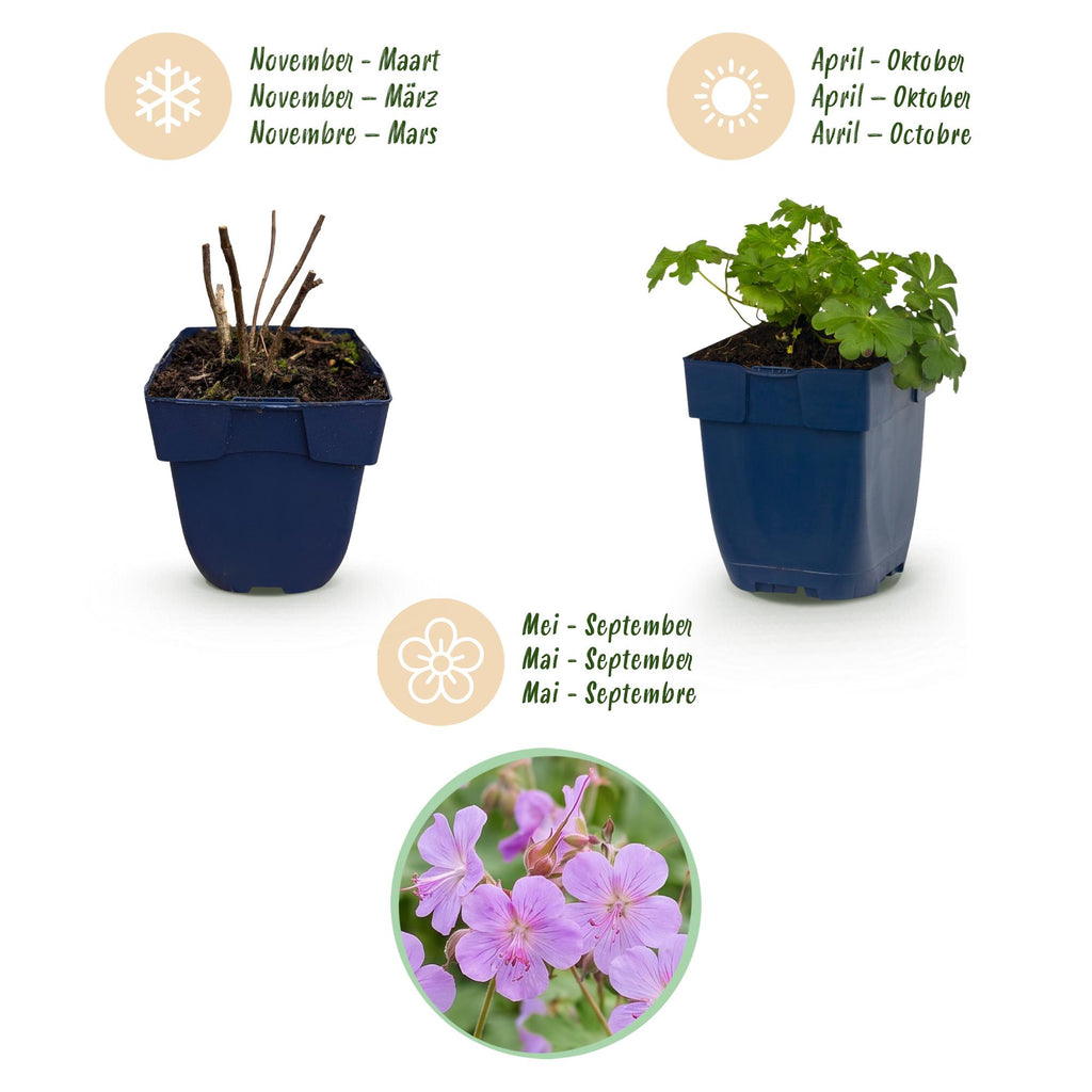 Green boutiQ - Stauden - Geranium cant. Cambridge - Storchschnabel - Bodendeckend - Hellrosa - 12 Pflanzen - Topf 11cm - Höhe 15-25cm