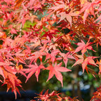 Green boutiQ - Plante de terrasse - Érable du Japon - Acer palmatum Shaina - Rouge - 2 Plantes - Caduc - Pot 19 cm Hauteur 70 cm