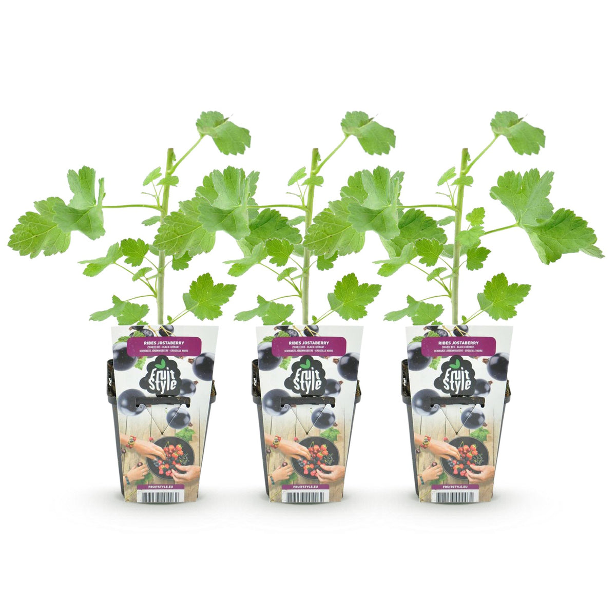 Green boutiQ - Plants fruitiers - Jostaberry - Ribes Jostabes - Rustique - 3 plantes - Pot 9 cm - Cassis