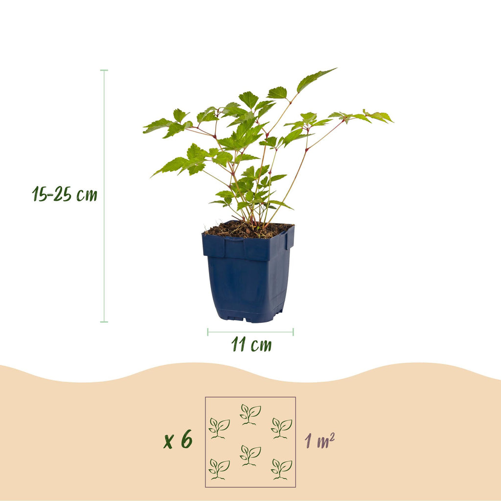 Green boutiQ - Plante vivace - Astilbe (J) Europa - Astilbe - Ombre - Rose - 6 plantes - Pot 11cm - Hauteur 15-25cm