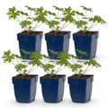 Green boutiQ - Stauden - Geranium Tricolour - Storchschnabel - Bodendeckend - Violett - Rosa - Weiß - 6 Pflanzen - Topf 11cm - Höhe 15-25cm