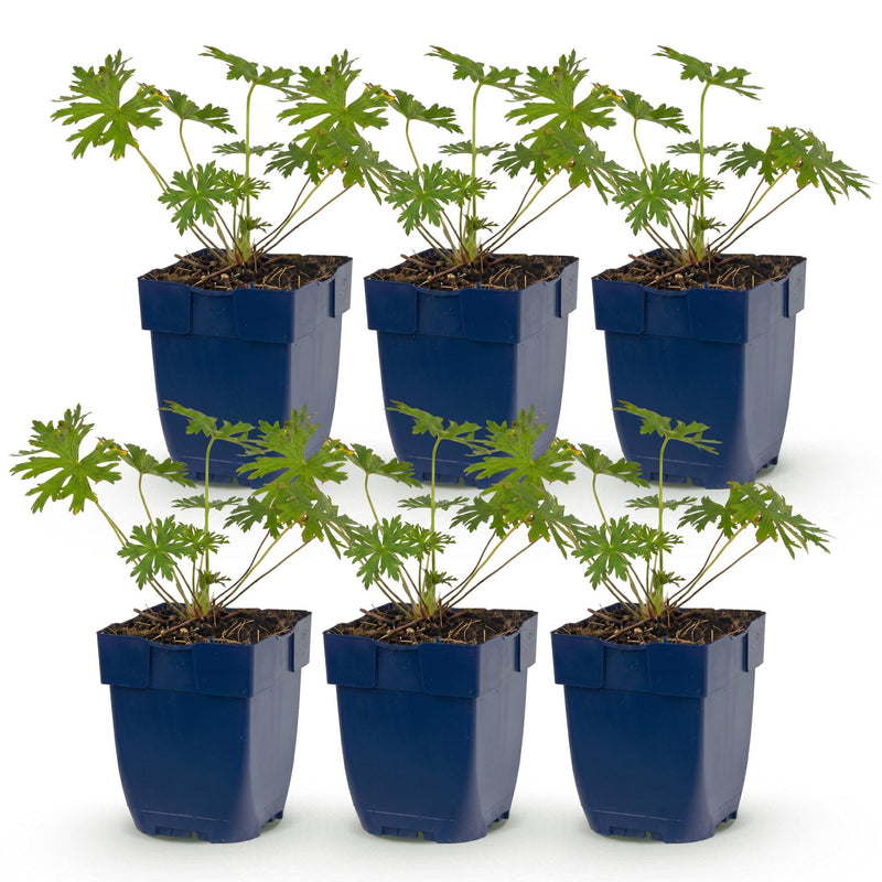 Green boutiQ - Vasteplant - Geranium Tricolour - Ooievaarsbek - Bodembedekkend - Paars - Roze - Wit - 6 Planten - Pot 11cm - Hoogte 15-25cm