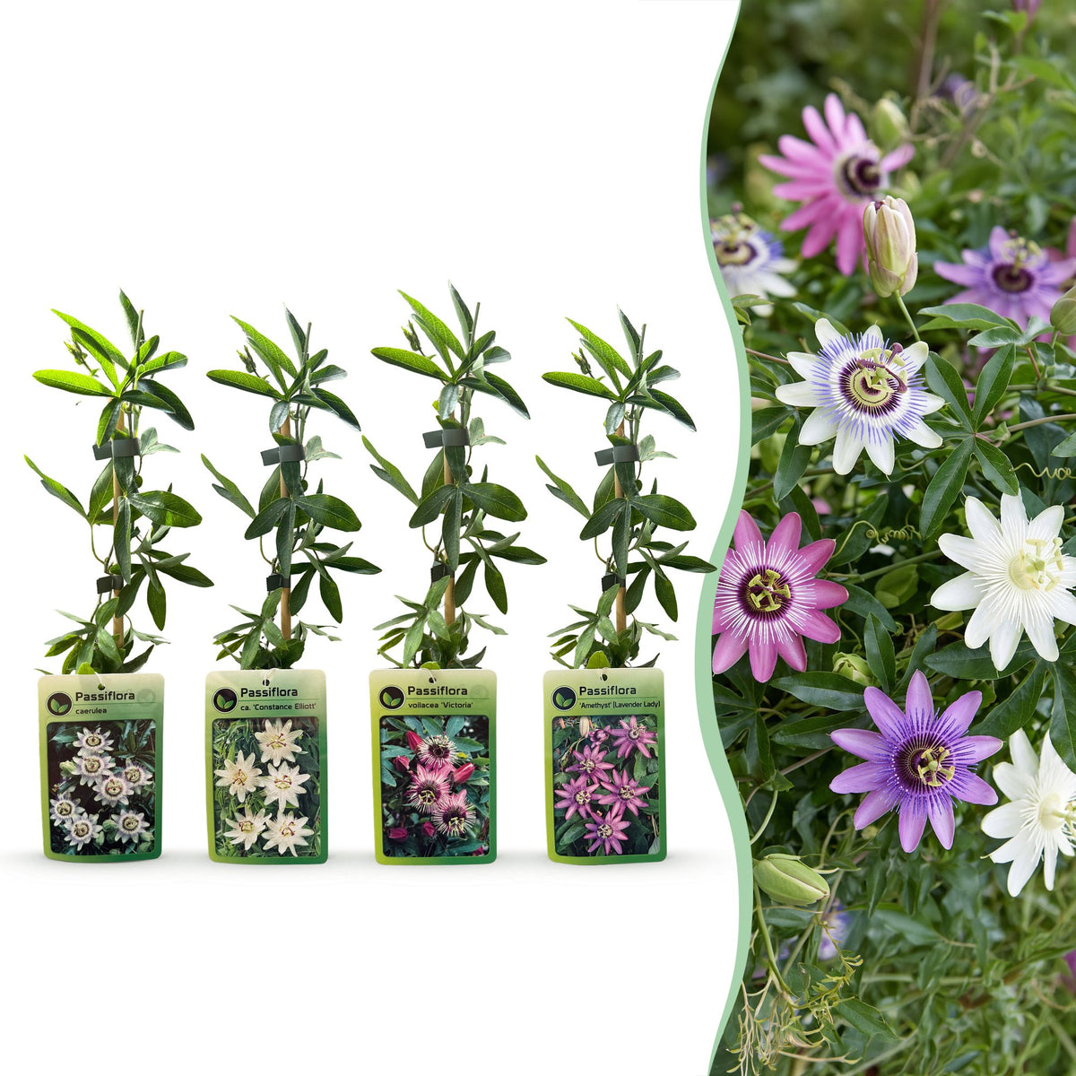 12x Passiflora Rainbow - Rainbow passion flower - White - Purple - Pink - Purple - Climber - Ø9cm - ↕35cm
