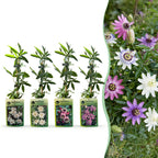 12x Passiflora Rainbow - Passiflore arc-en-ciel - Blanc - Violet - Rose - Violet - Grimpante - Ø9cm - ↕35cm