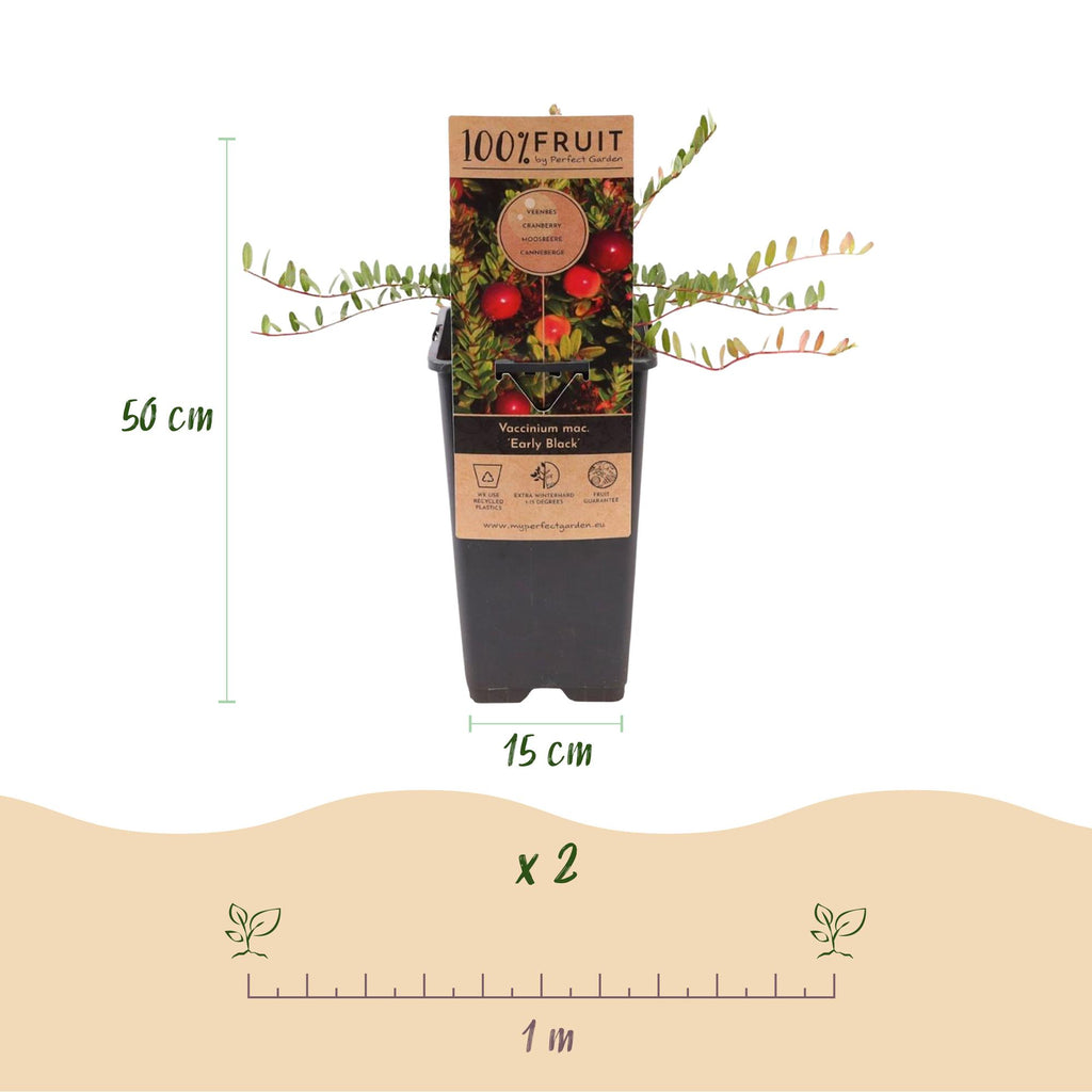 Green boutiQ - Fruchtpflanze - Vaccinium mac. Early Black - Moosbeere - Winterhart - Heidelbeere - 2 Pflanzen - Topf 15cm - Höhe 50cm