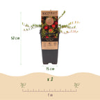Green boutiQ - Fruchtpflanze - Vaccinium mac. Early Black - Moosbeere - Winterhart - Heidelbeere - 2 Pflanzen - Topf 15cm - Höhe 50cm