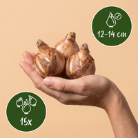 Green boutiQ - Bloembollen - Narcis Large Cupped mix - Kleur Geel en Wit - 15 stuks - Bolmaat 12/14 - XXL Pack - foto 3