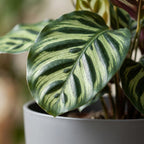 Green boutiQ - Plante d'intérieur - Plante paon - Calathea Makoyana - Vert - Entretien facile - 1 plante - avec pot gris - Pot 19cm - Hauteur 70cm