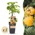 Green boutiQ - Framboisier - Rubus idaeus Fallgold - Plant de framboises - Rustique - Framboise jaune - 2 plantes - Pot 15cm - Hauteur 50cm