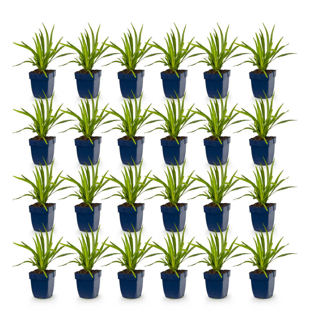 Green boutiQ - Stauden - Liatris Duo - Prachtscharte - Bienen- und Schmetterlingsmagnete - Rosa - Weiß - 24 Pflanzen - Topf 11cm - Höhe 15-25cm
