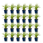 Green boutiQ - Stauden - Liatris Duo - Prachtscharte - Bienen- und Schmetterlingsmagnete - Rosa - Weiß - 24 Pflanzen - Topf 11cm - Höhe 15-25cm