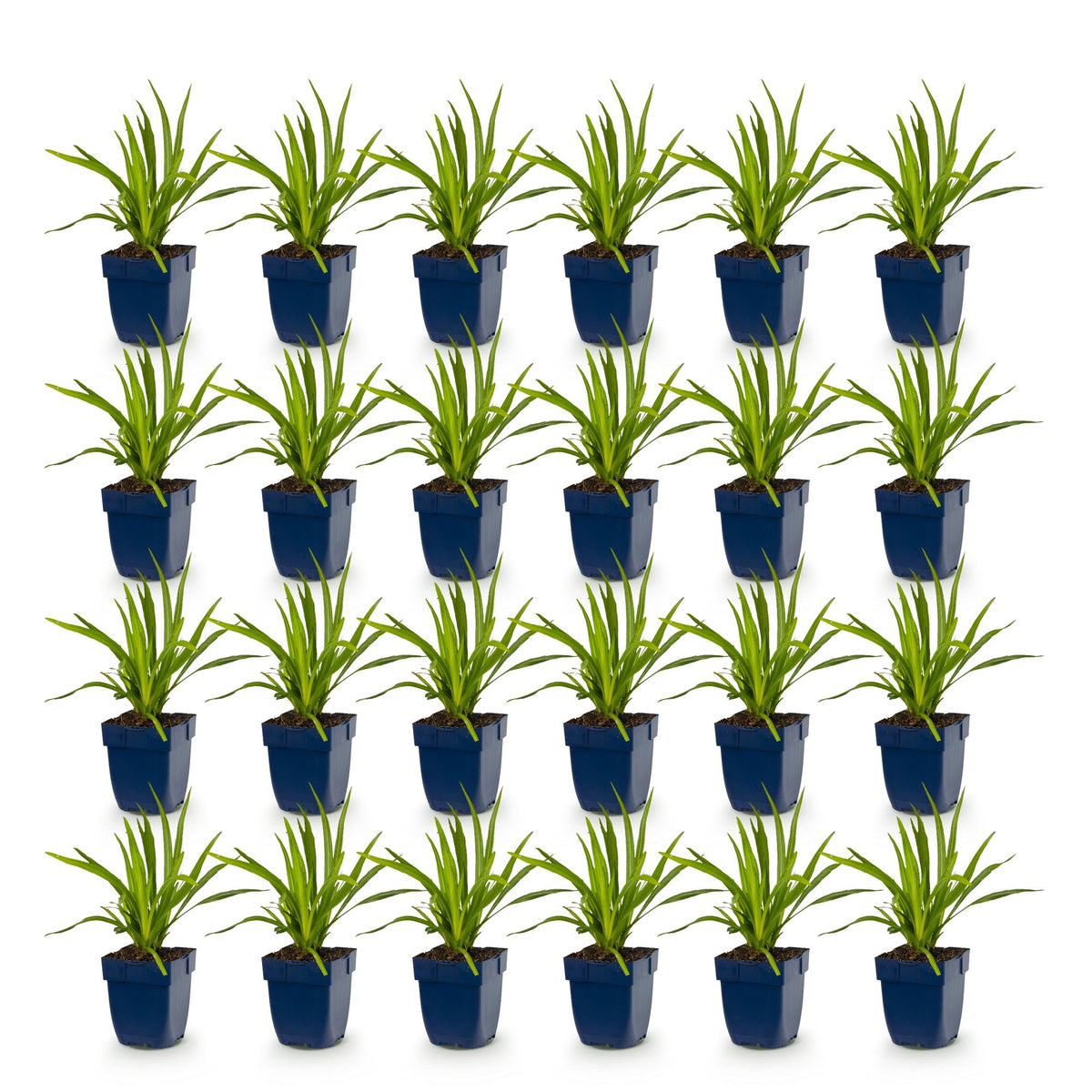 Green boutiQ - Stauden - Liatris Duo - Prachtscharte - Bienen- und Schmetterlingsmagnete - Rosa - Weiß - 24 Pflanzen - Topf 11cm - Höhe 15-25cm