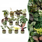 12x Baby Plants Surprise Box - Baby Plants Surprise Box - Various colours - Tropical - incl. Linnea Olive - Ø6cm - ↕5-15cm