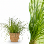 Green boutiQ - Zimmerpflanze - Cyperus alternifolius Zumula - Zyperngras - Haustierfreundliche Pflanze - Grün - 1 Pflanze - mit Korb - Topf 12cm - Höhe 20cm