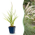 Green boutiQ - Gräser - Pennisetum or. Fairy Tales - Lampenputzergras - Mit Blütenstand - Grün - 12 Pflanzen - Topf 11cm - Höhe 15-25cm