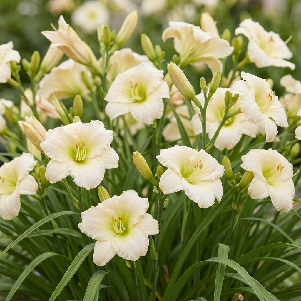 Green boutiQ - Stauden - Hemerocallis Arctic Snow - Taglilie - Bienen- und Schmetterlingsmagnet - Creme - 3 Pflanzen - 11cm Topf - Höhe 15-25cm