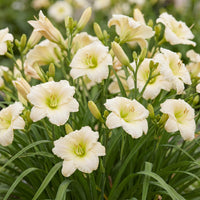 Green boutiQ - Vasteplant - Hemerocallis Arctic Snow - Daglelie - Bijen en Vlinderlokkers - Creme - 3 Planten - Pot 11cm - Hoogte 15-25cm