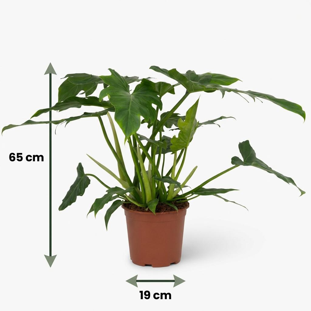 Green boutiQ - Plante d'intérieur - Philodendron - Philodendron Lacerum - Vert - Entretien facile - 1 plante - Pot 19cm - Hauteur 65cm