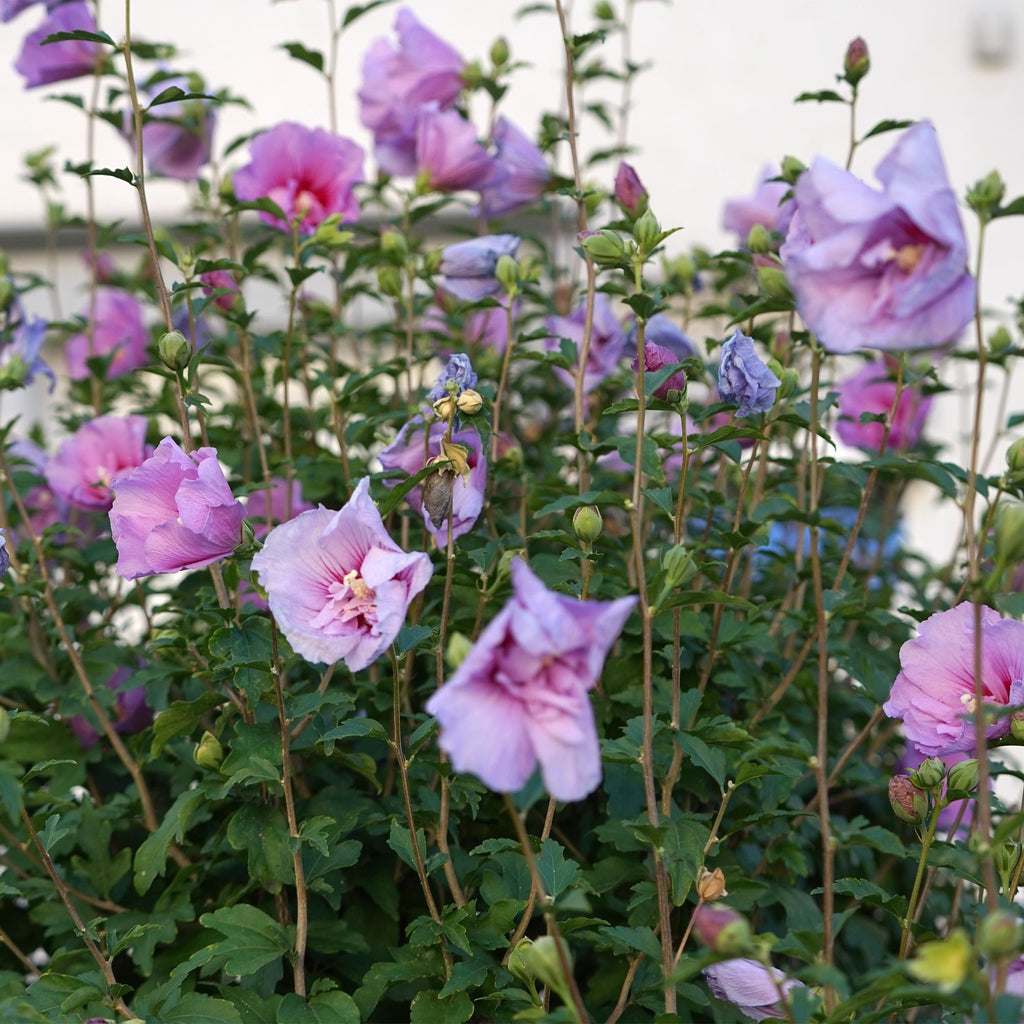 Green boutiQ - Plante sur tige - Hibiscus syriacus Lavender Chiffon® - Plante de terrasse - Caduc - Rustique - Fleur violette - Pot 19 cm, hauteur 90 cm
