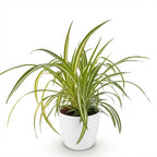 Green boutiQ - Zimmerpflanze - Chlorophytum comosum Variegatum - Bunte Grünlilie - Haustierfreundliche Pflanze - Grün - 1 Pflanze - mit Topf Weiß - Topf 12 cm - Höhe 20 cm