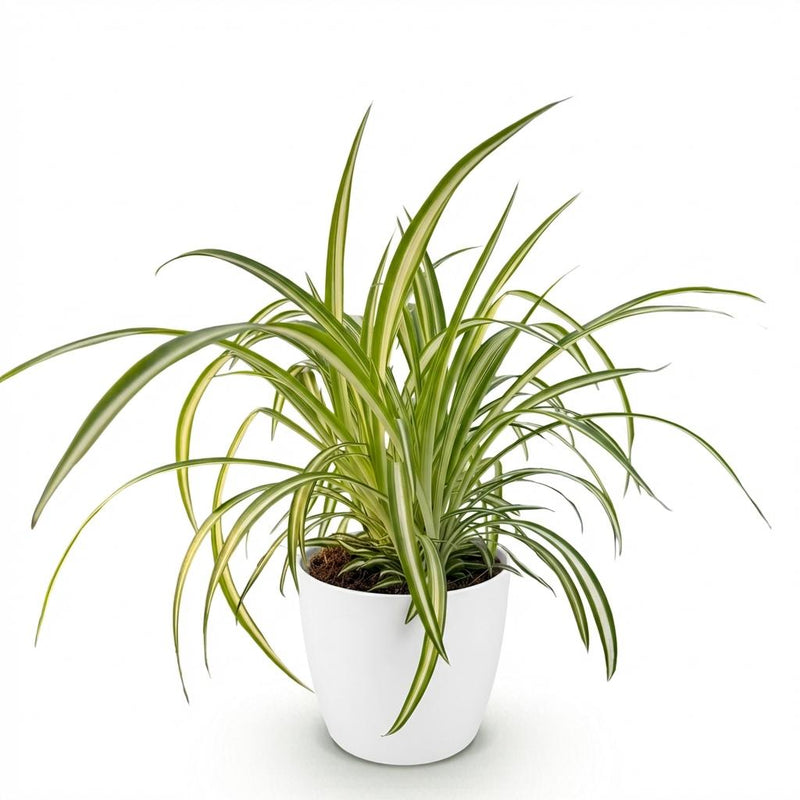 Green boutiQ - Kamerplant - Chlorophytum comosum Variegatum - Bonte Graslelie - Huisdiervriendelijke Plant - Groen - 1 Plant - met Potter Wit - Pot 12cm - Hoogte 20cm