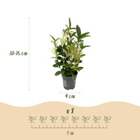 Green boutiQ - Haagplanten - Euonymus japonica Paloma Blanca - Blad Groen en Wit - 8 Planten - 1 Strekkende Meter - Groenblijvend - Pot 9cm Hoogte 30-35cm